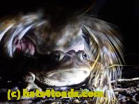 /home//u458753944/public_html/sourcegallery///Roxborough Toad Detour/2022/2022-03-19/P3190924.JPG